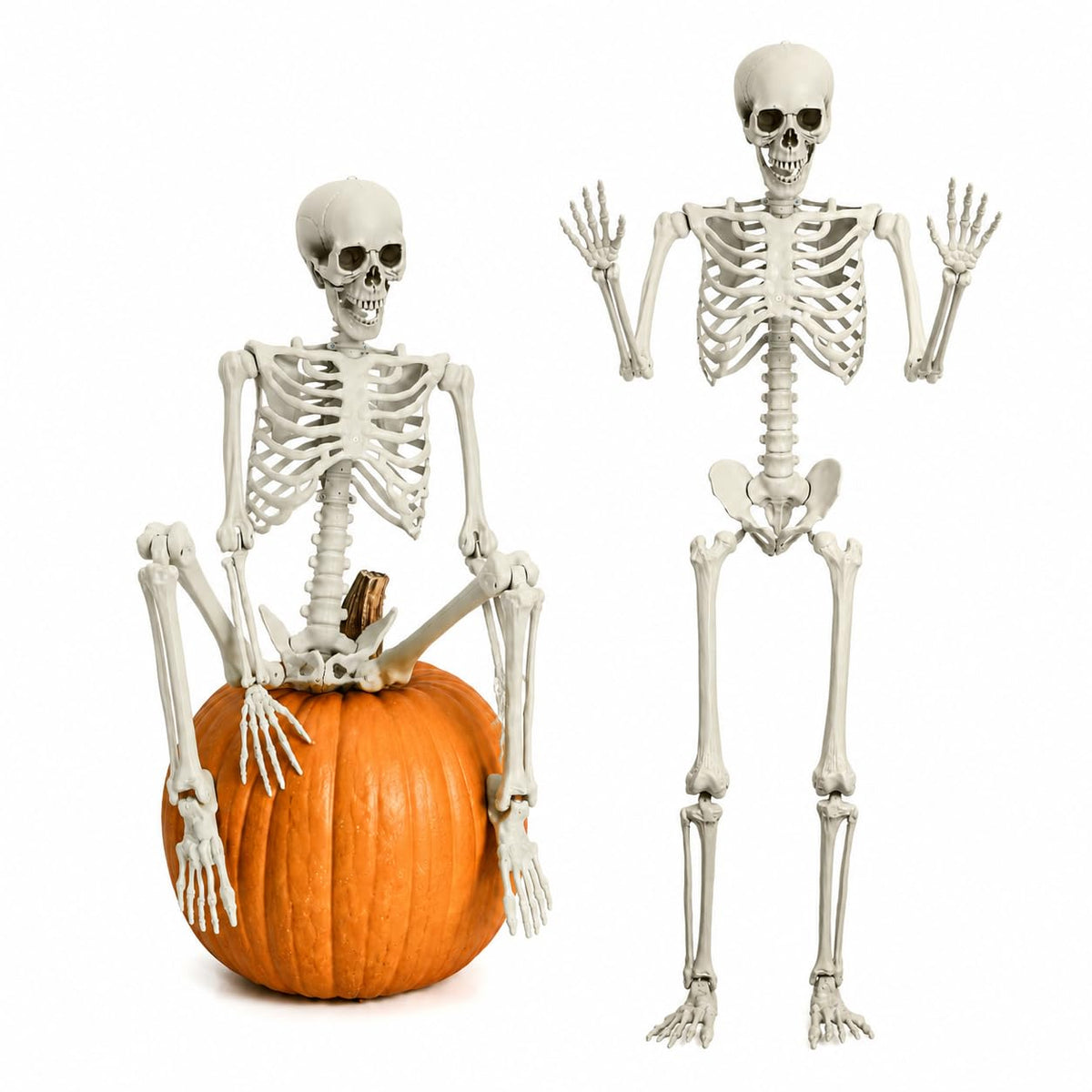Life Size Poseable Skeleton with Movable Joints J6348
