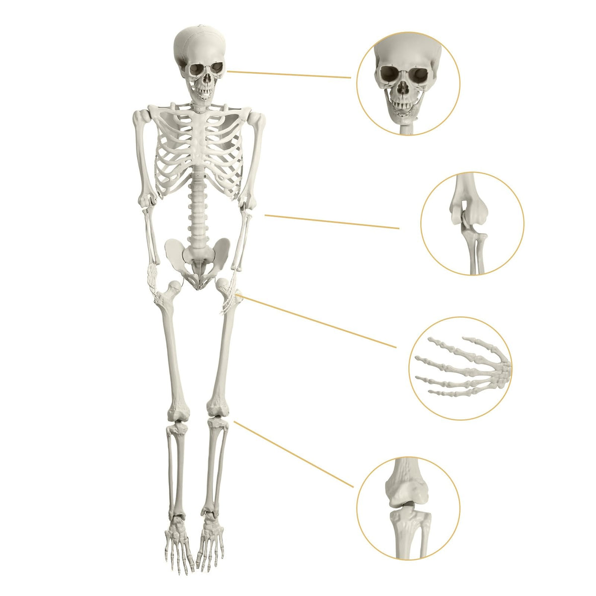 Life Size Poseable Skeleton with Movable Joints J6348