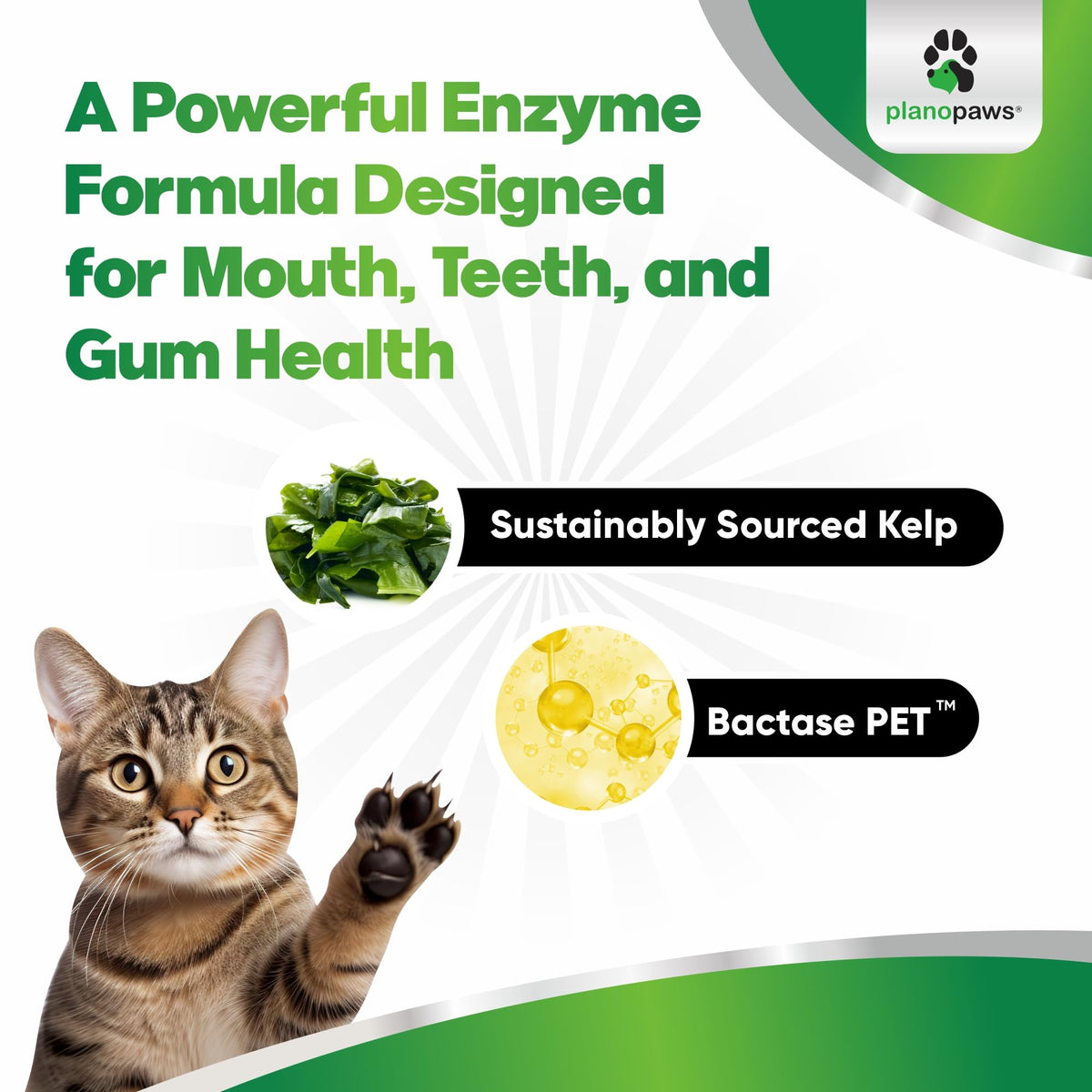 Dental Powder for Teeth Cleaning K3018