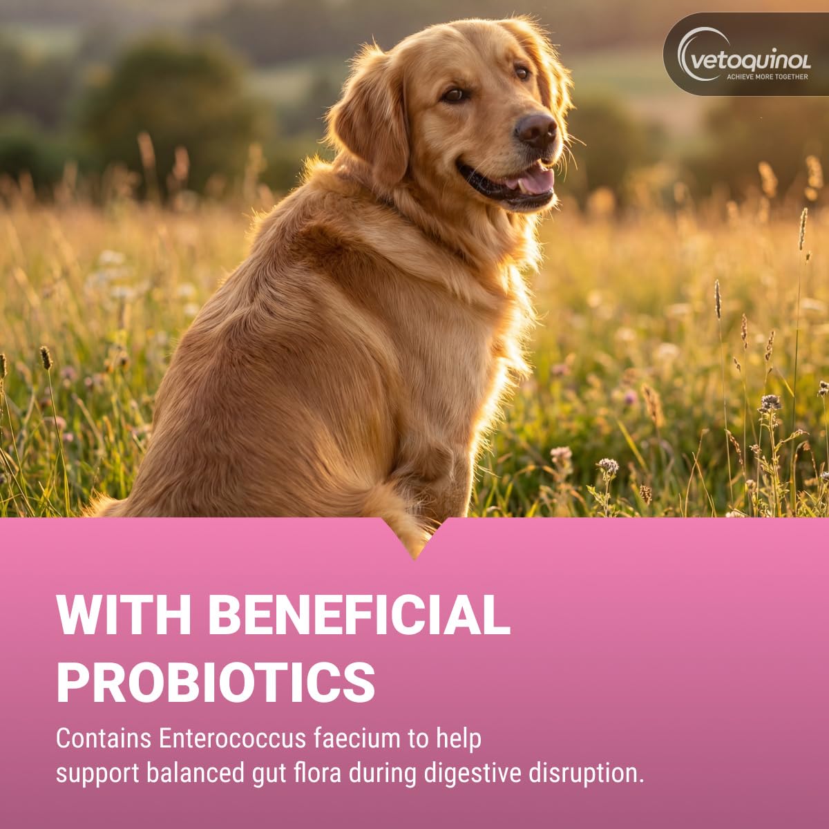 Chewable Probiotic for Pets 250 Count N12005