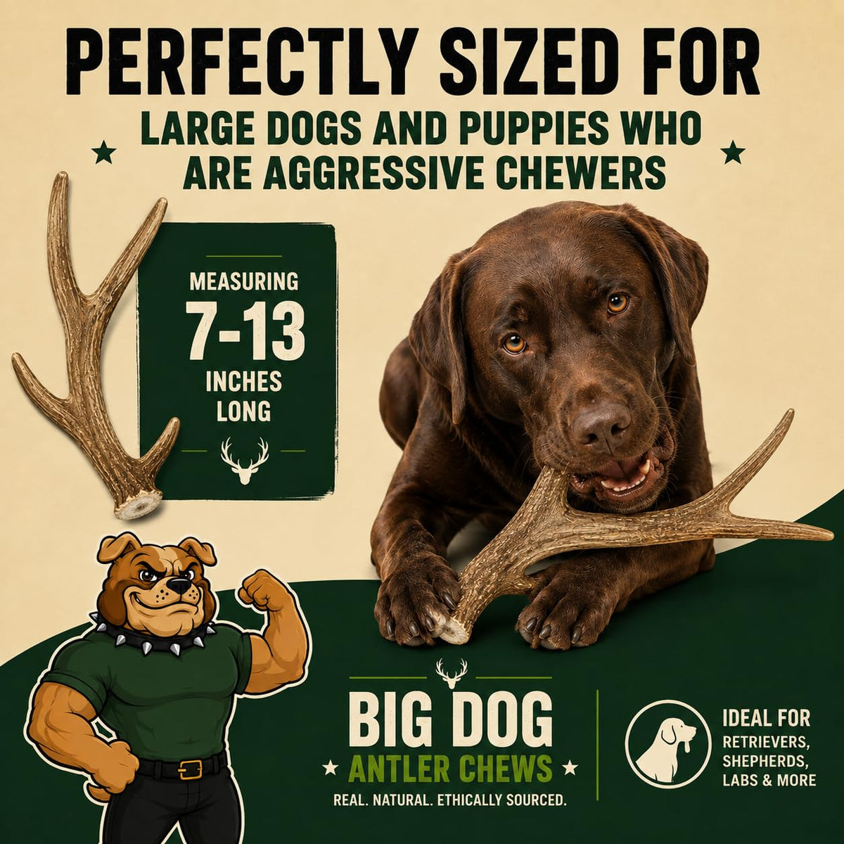 XL Deer Antler Dog Chew D8239