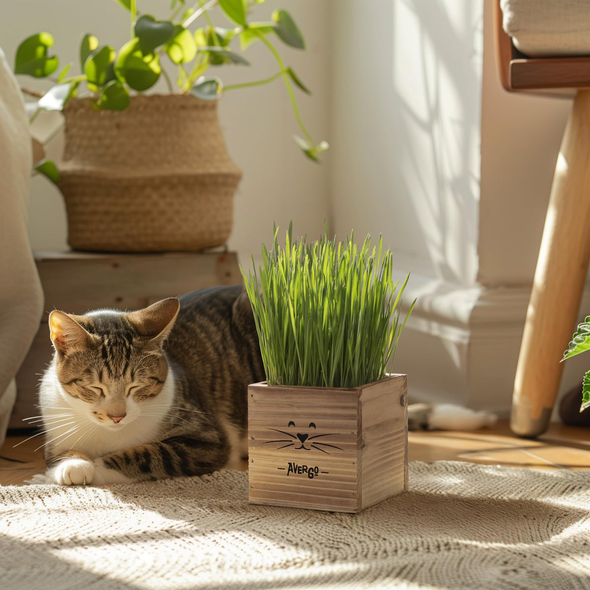 Cat Grass Kit with 2 Seed Packets B119