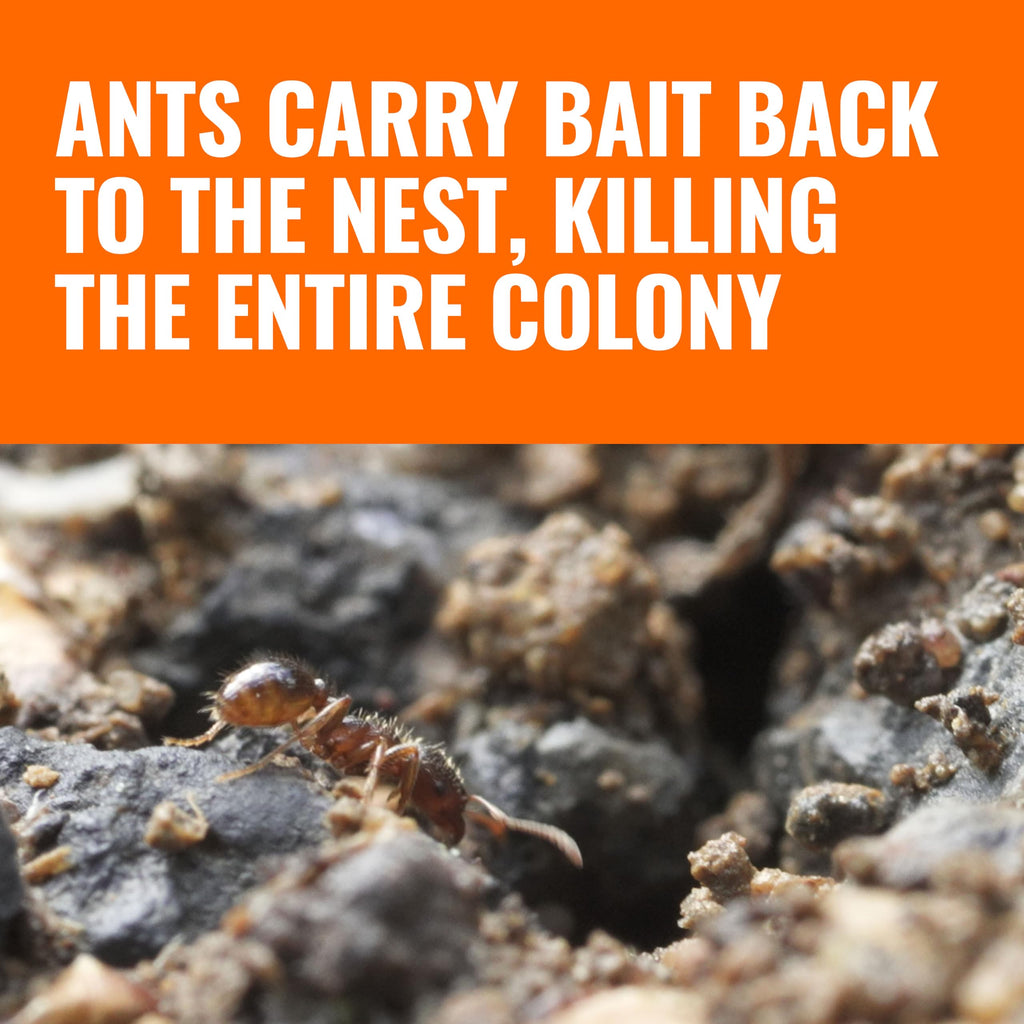 Outdoor Liquid Ant Bait Killer and Trap 8 Bait Stations Z95808