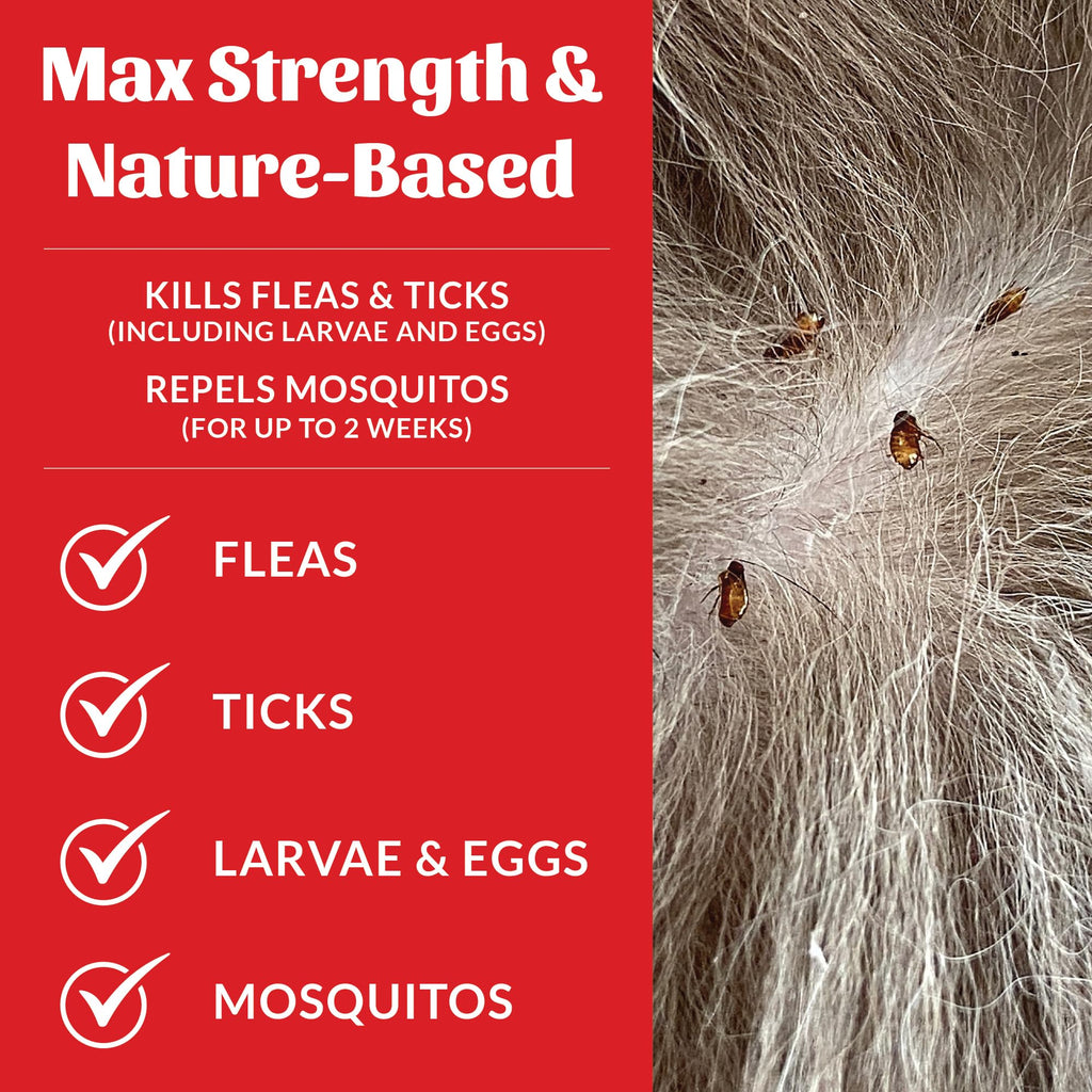 Natural Flea and Tick Dog Shampoo 16 oz K161520